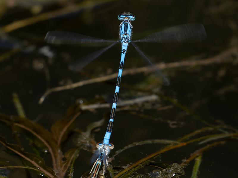 Photo of River Bluet