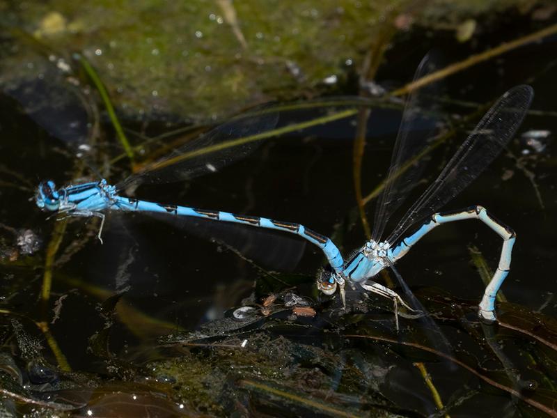 Photo of River Bluet