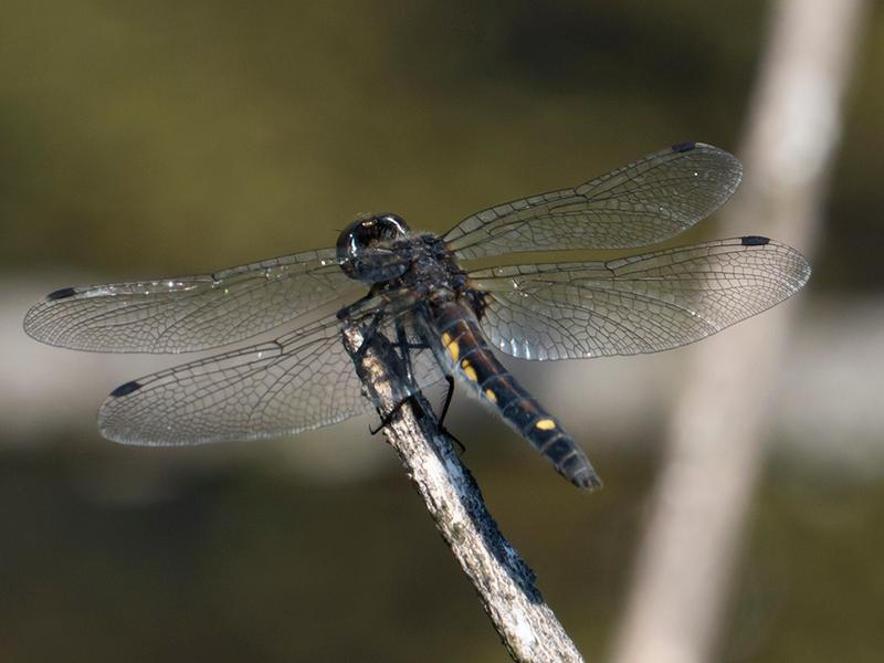 Photo of Dot-tailed Whiteface