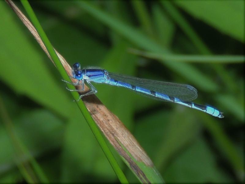 Photo of Familiar Bluet