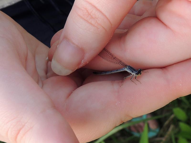 Photo of Eastern Forktail