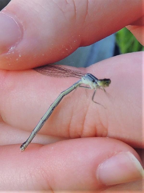 Photo of Eastern Forktail