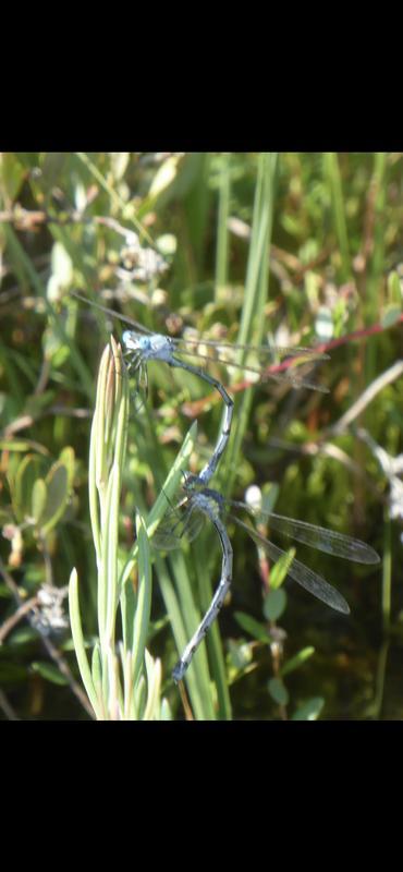 Photo of Amber-winged Spreadwing