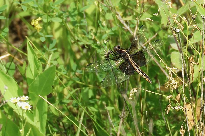 Photo of Widow Skimmer