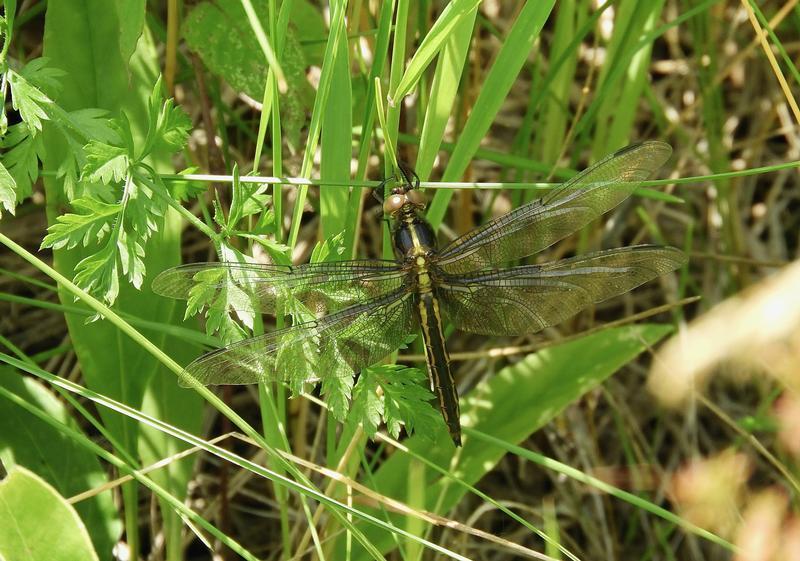 Photo of Widow Skimmer