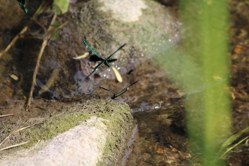 Photo of River Jewelwing