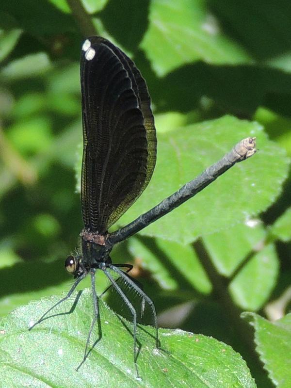 Photo of Ebony Jewelwing