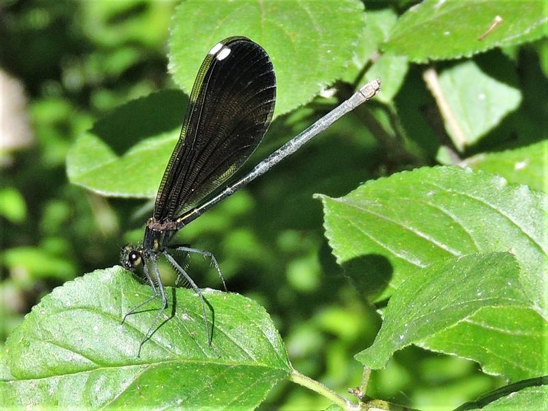 Photo of Ebony Jewelwing