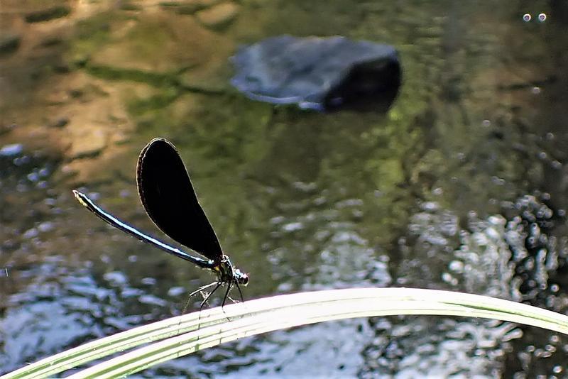 Photo of Ebony Jewelwing