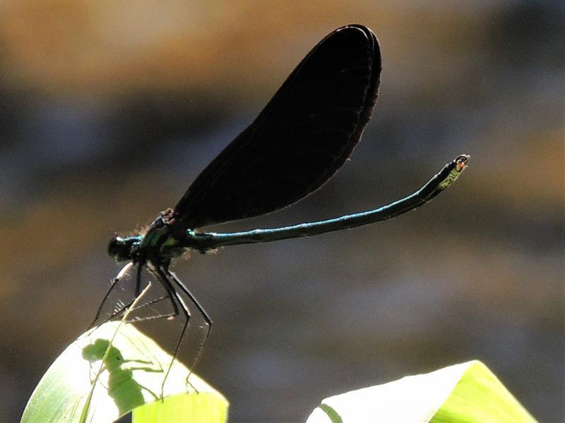 Photo of Ebony Jewelwing