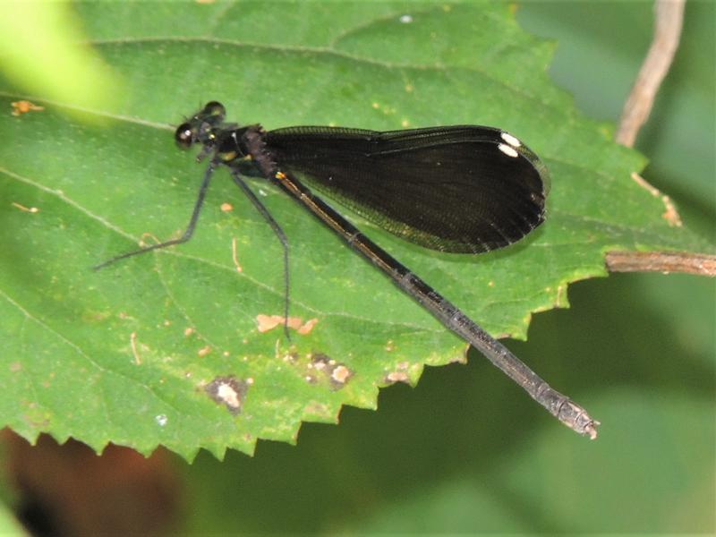 Photo of Ebony Jewelwing