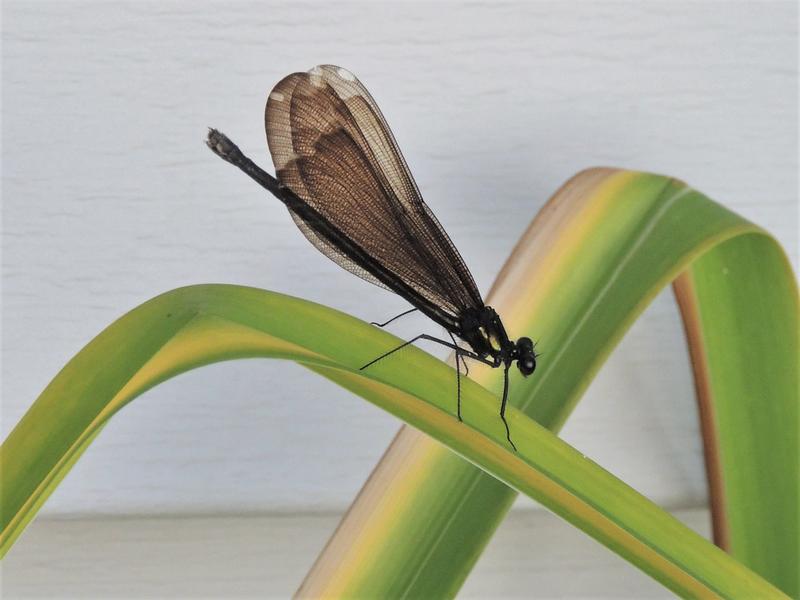 Photo of Ebony Jewelwing