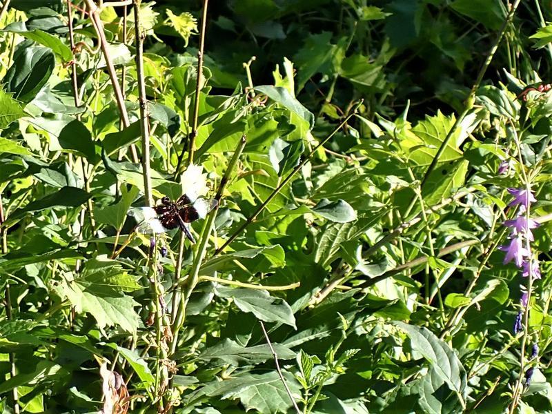 Photo of Widow Skimmer