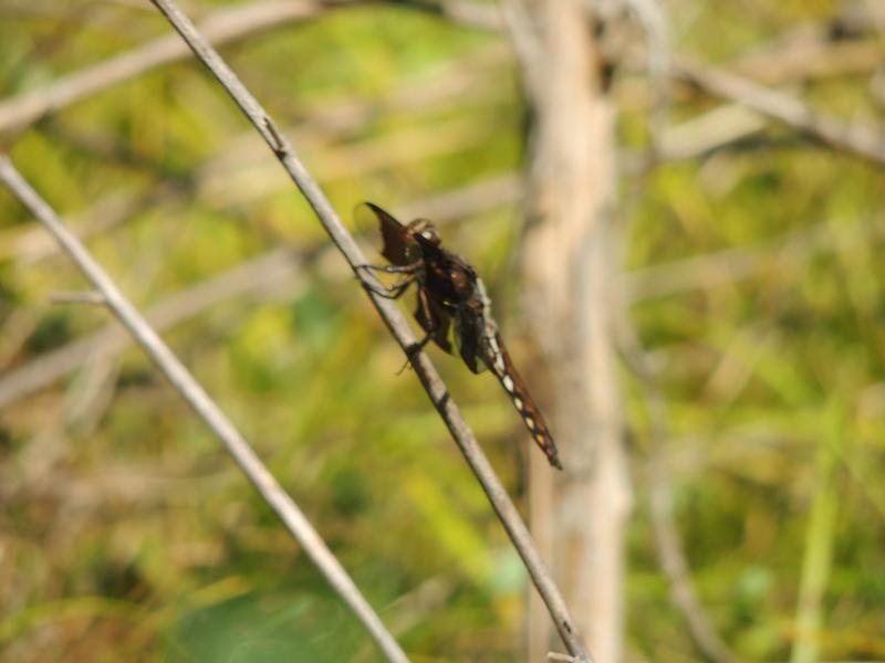 Photo of Common Whitetail