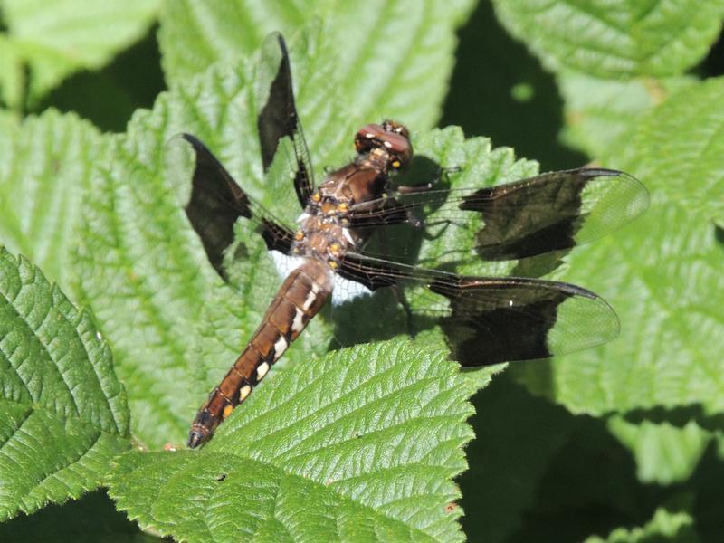 Photo of Common Whitetail