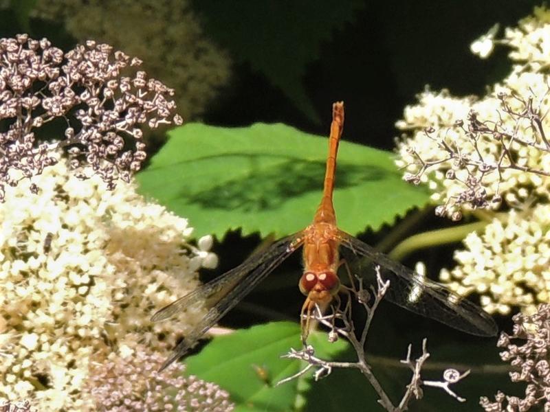 Photo of Autumn Meadowhawk