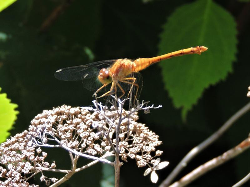 Photo of Autumn Meadowhawk