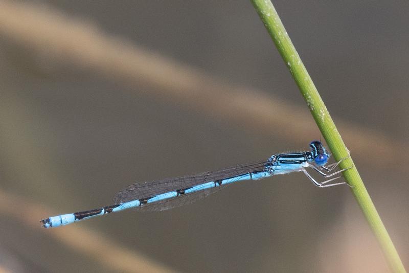 Photo of Double-striped Bluet