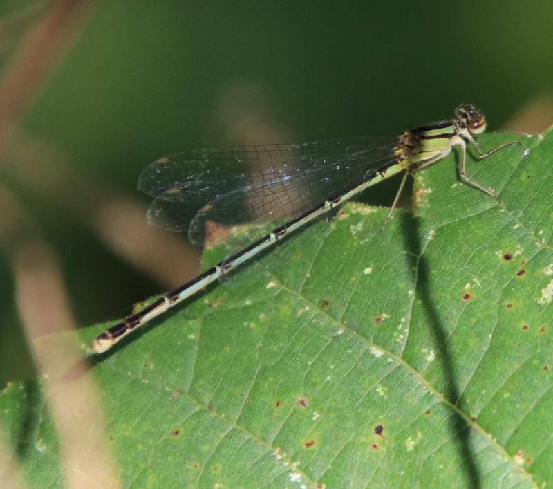 Photo of Orange Bluet