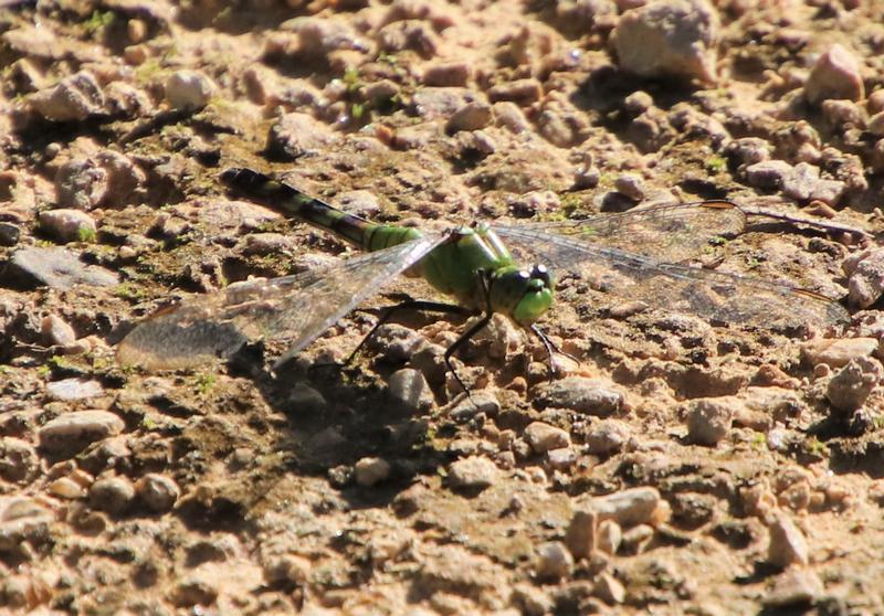 Photo of Eastern Pondhawk