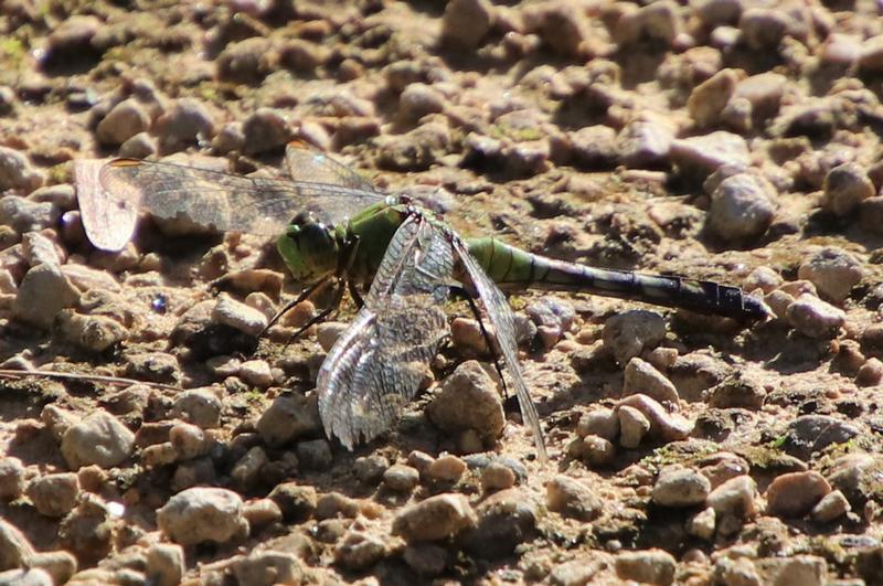 Photo of Eastern Pondhawk