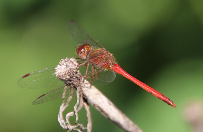 Photo of Autumn Meadowhawk