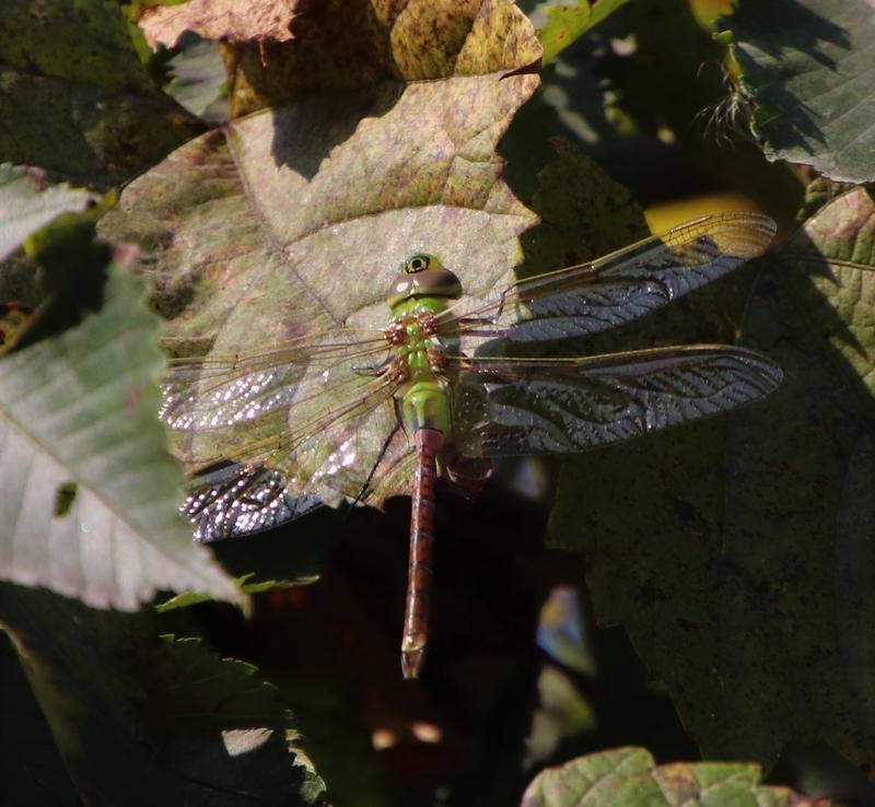 Photo of Common Green Darner