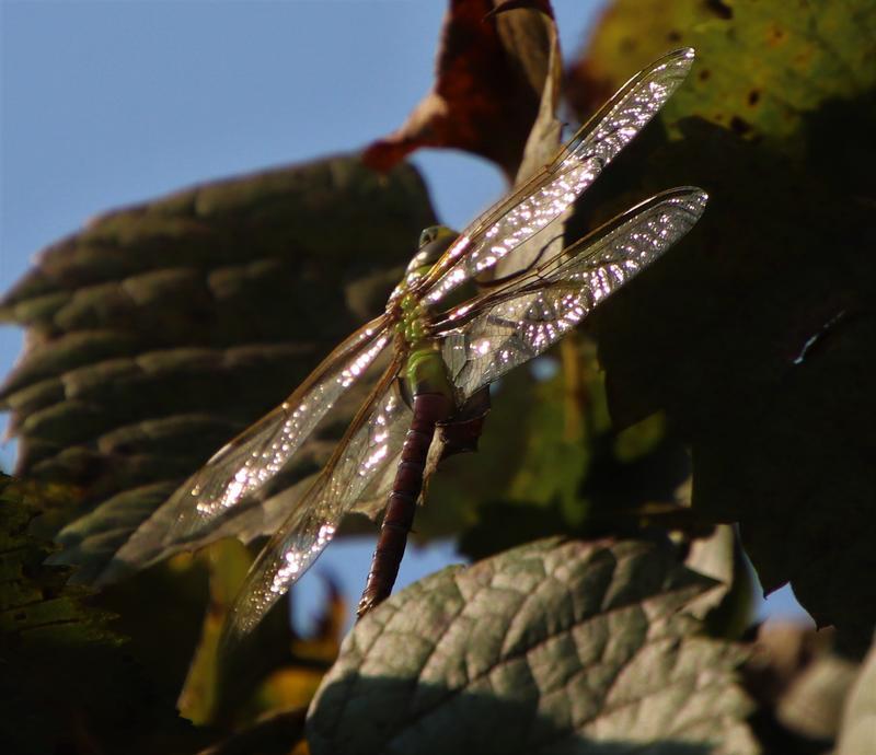 Photo of Common Green Darner