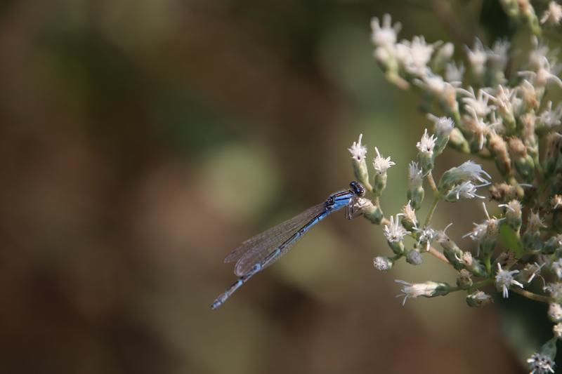 Photo of Orange Bluet