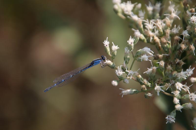 Photo of Orange Bluet