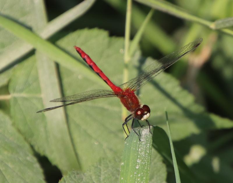 Photo of White-faced Meadowhawk