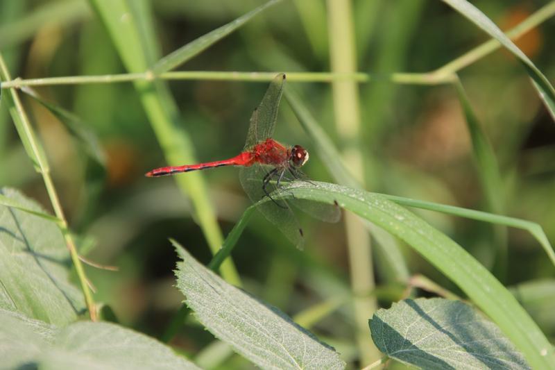 Photo of White-faced Meadowhawk