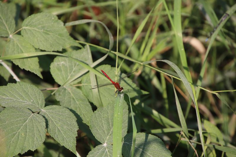 Photo of White-faced Meadowhawk