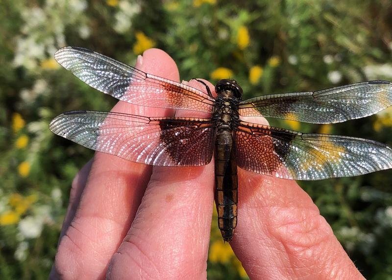 Photo of Widow Skimmer