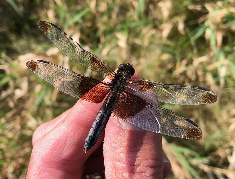 Photo of Widow Skimmer