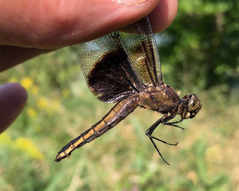 Photo of Widow Skimmer