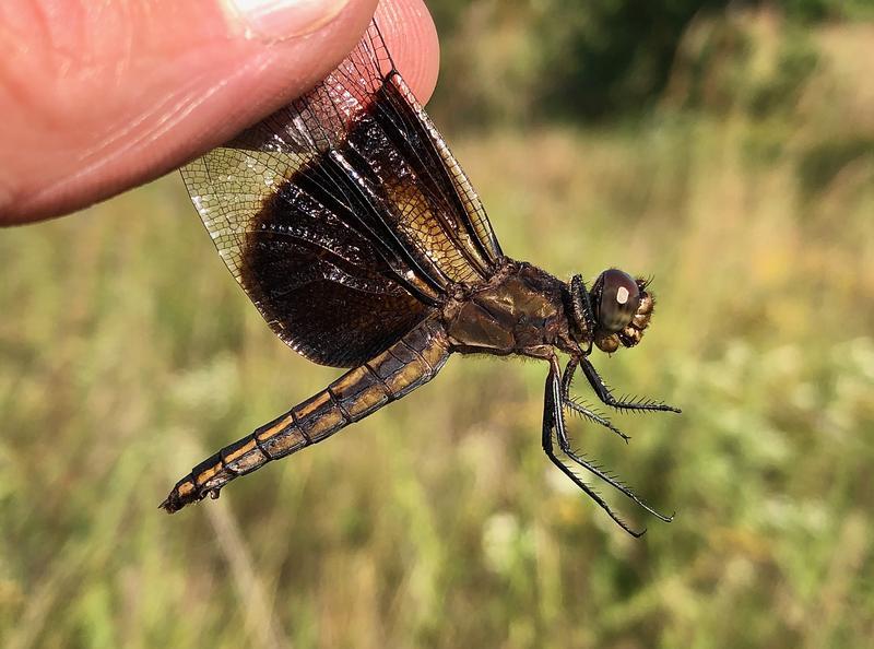 Photo of Widow Skimmer