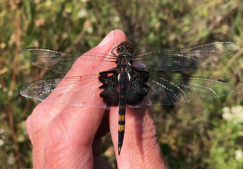 Photo of Black Saddlebags