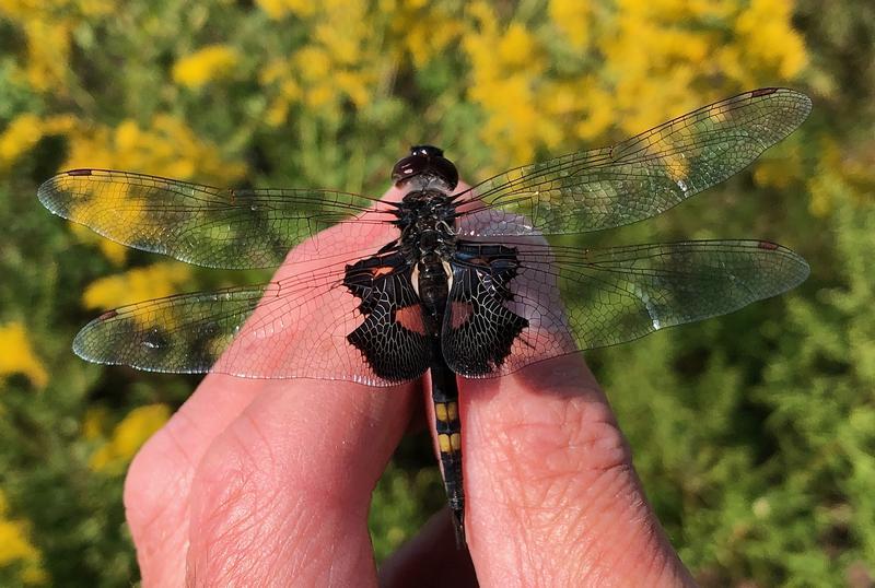 Photo of Black Saddlebags