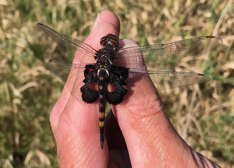 Photo of Black Saddlebags