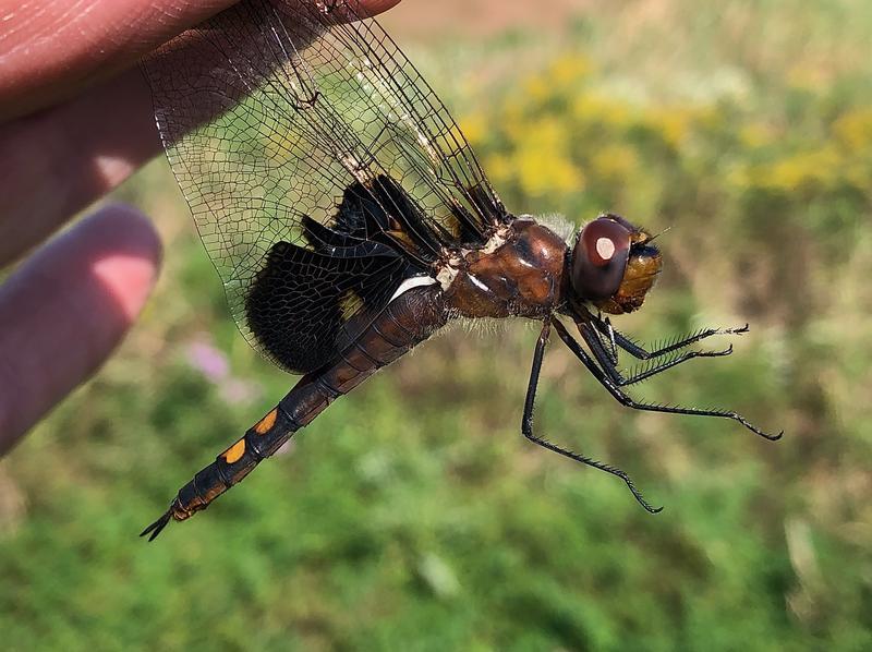 Photo of Black Saddlebags