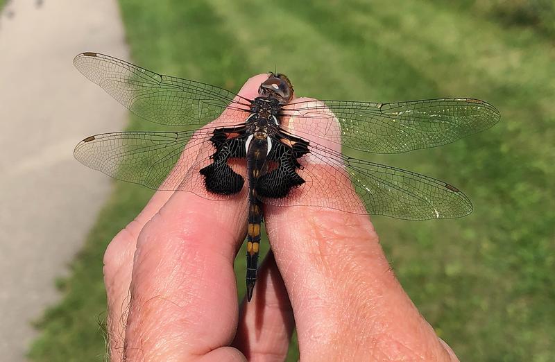 Photo of Black Saddlebags