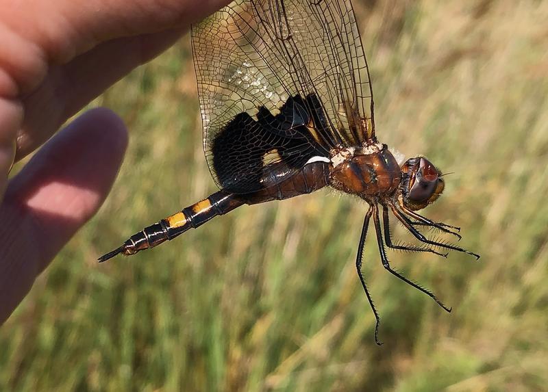 Photo of Black Saddlebags