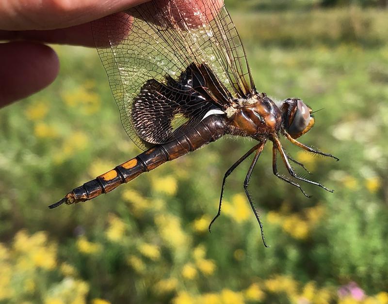 Photo of Black Saddlebags