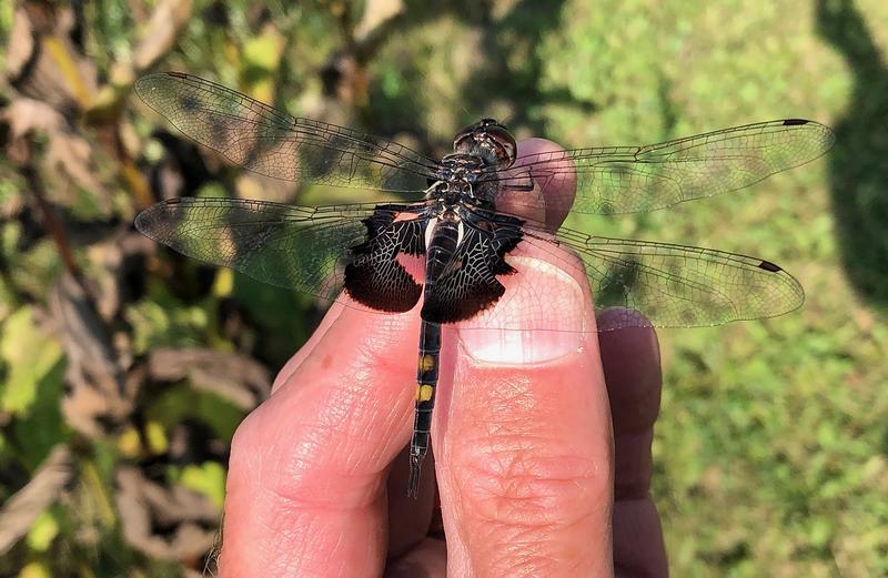 Photo of Black Saddlebags