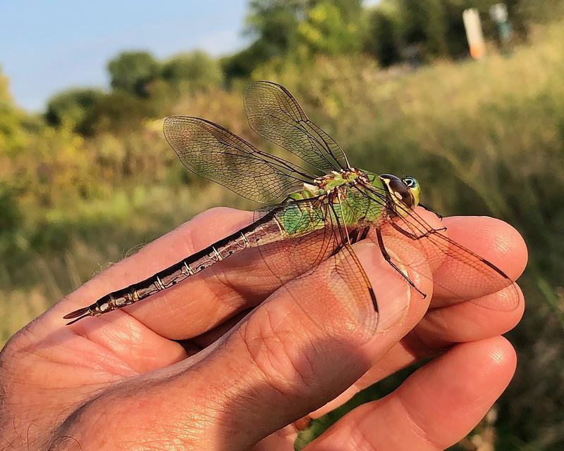 Photo of Common Green Darner