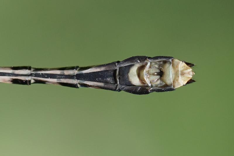 Photo of Extra-striped Snaketail