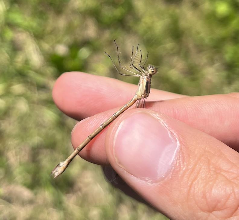 Photo of Sweetflag Spreadwing