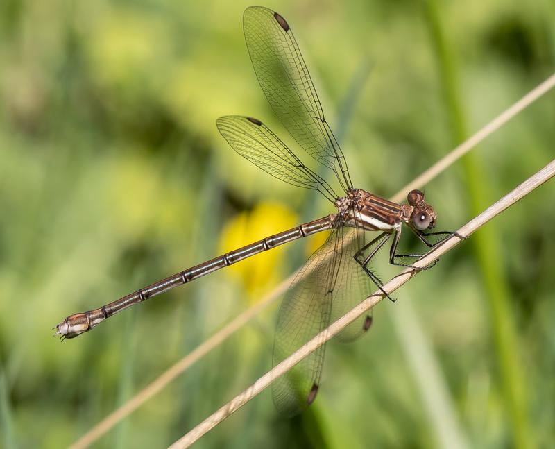 Photo of Great Spreadwing