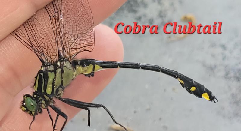 Photo of Cobra Clubtail